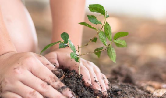 Tips and Tricks – In the Garden