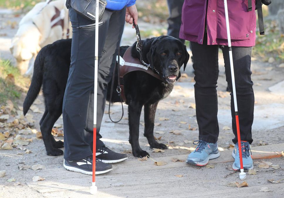 Legs fo two walkers holding canes with guide dog between them.