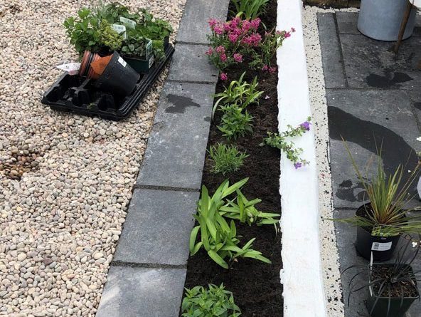 A selection of small plants are in a narrow flower bed between a paved edge and a bright white edge of a wall. There are some plants on a tray in pots.