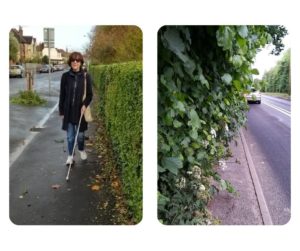 Two images, one is of a lady with a cane walking next to a neatly trimmed hedge, the other is of a pavement that is overgrown with a hedge an impassible without a head going through the foliage.