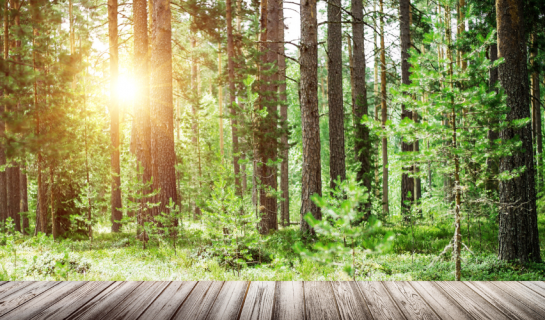 A wooden path is in front of a row of tree trunks, there is lots of green foliage and the sun is shining between the trunks.