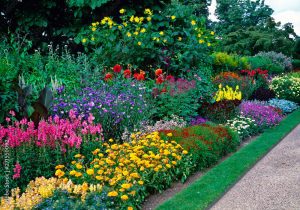A wide border of flowers and shrubs, the flowers are yellow, dark pink, red and white and are well contrasted against the green shrubs and edge of lawn..